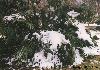 Needle Palm in the snow, National Arboretum, Washington, DC