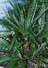 Small Needle Palm, MD, USDA Zone 7a