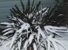 Snow-covered needle palm, MD, USDA Zone 7a