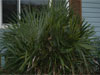 Needle Palm, Bowie, MD, USDA Zone 7a
