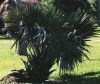 Sabal Minor growing at Fairchild Tropical Gardens in FL