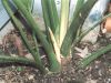 Flower spike on Sabal minor in MD, z6b (05/2002)