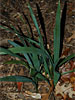 Sabal minor seedlings - Dec, 2006 - Bowie, MD z7.