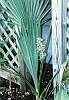 Inflorescence on Sabal minor in MD, z6b (07/2002)